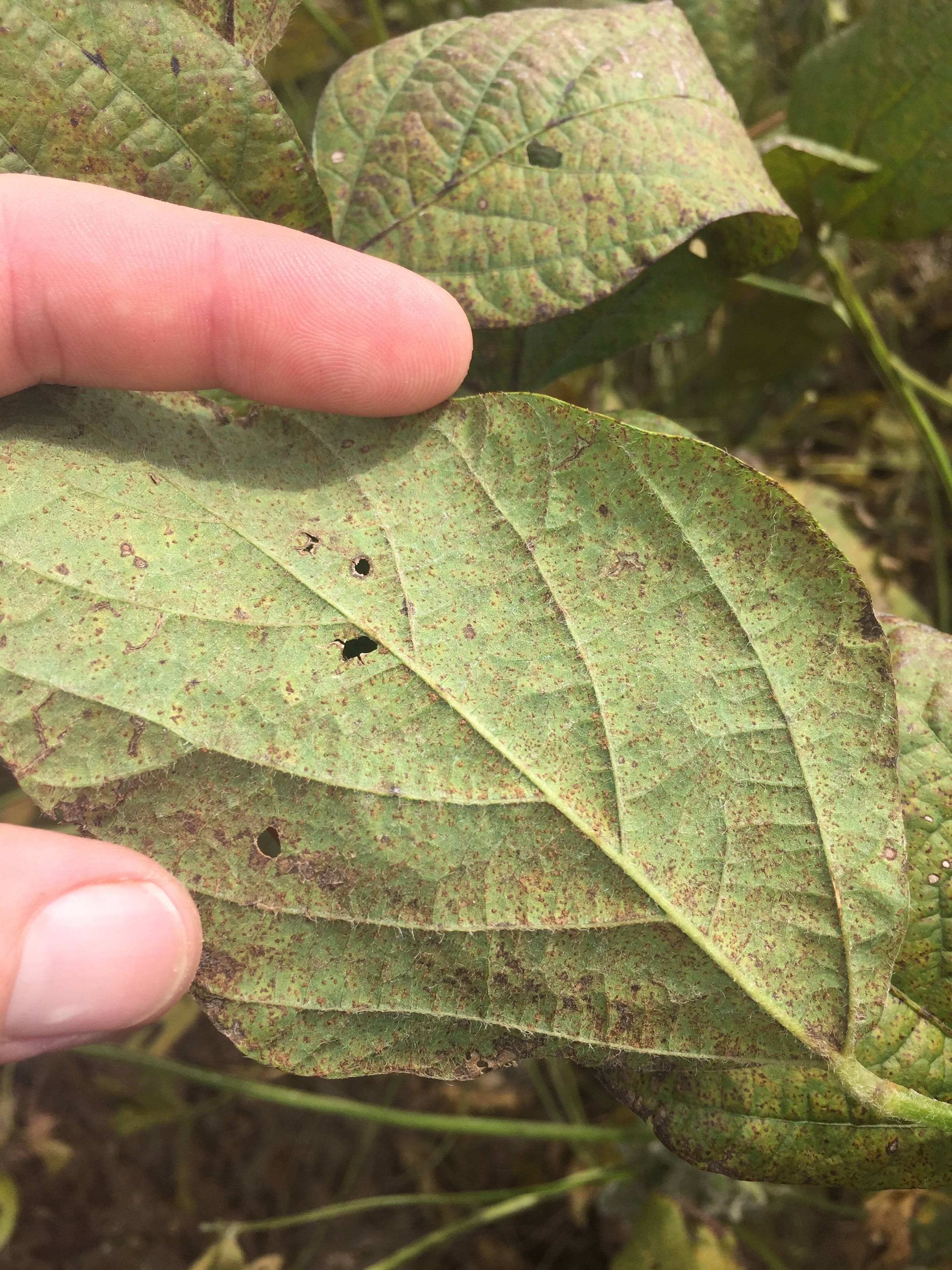 Status and Latest Research on Managing Soybean Rust in Louisiana